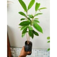 ราคา ต้นมะเม่าบ้าน หรือต้นมะเม่าไข่ปลา ส่งขายทั้งถุงชำ สูง30-40ซม.รากเต็ม พร้อมปลูก (11494206493)