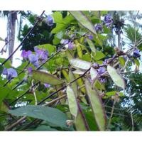 ราคา 10 เมล็ด ถั่วแปบจีน (2006638900)