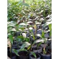 ราคา ต้นมะม่วง ต้นมะม่วงเบา ต้นกล้ามะม่วงเบา (2685564244)