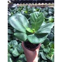 ราคา ไทรใบสัก ไม้ฟอกอากาศ สูงประมาณ 20-30 ซม. (10812780470)