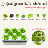 ราคา ชุดปลูก ชุดปลูกผักไฮโดรโปนิกส์ ชุดปลูกผัก พร้อมปลูก ผักสลัด ผักไทย (18485138054)
