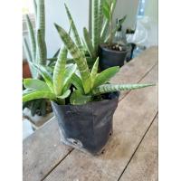 ราคา ต้นงาช้าง **ต้นเล็ก** ทรงแผ่พญานาค (24727322572)