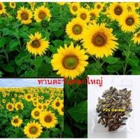 ราคา เมล็ดพันธุ์ ทานตะวัน ดอกใหญ่ สีเหลือง 100 เม็ด (25717433976)