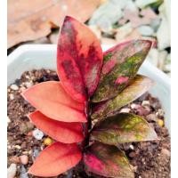 ราคา ใบชำกวักมรกตดำด่างชมพู ใบดำเชื้อด่างแท้ (24695046518)