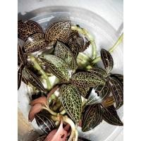 ราคา ว่านน้ำทองชุด5ต้น 100฿ (18991041641)