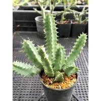 ราคา เก๋งจีน กระบองเพชร cactus แคคตัส ไม้อวบน้ำ (4740599565)