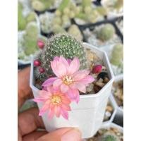 ราคา รีบูเทีย Rebutia Carnival ชมพูทูโทนแคคตัส กระบองเพชร (22433501900)