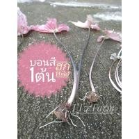 ราคา บอนสีฮกหลง 1ต้น บอนสี, ฮกหลง (10749752519)