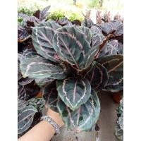 ราคา ต้นนกยูงลำแพน กระถางละ290บาท (13916385007)