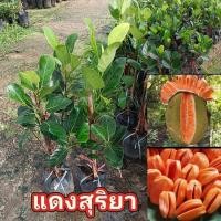 ราคา ต้นขนุนแดงสุริยาทาบกิ่ง (27591775885)