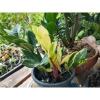 ราคา ต้นกวักมรกตใบด่าง ไม้มงคล (43422450549)