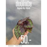 ราคา ต้นบีโกเนีย Bigonia Rex Hybrid (23887664362)