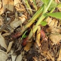 ราคา หน่อกล้วยไข่กำแพงเพชร (7322865103)