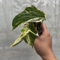 ราคา Amydrium medium variegated (12434446152)