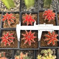 ราคา แคคตัสต้นยิมโนด่างแดงดำ (Gymnocalycium) กระบองเพชร (6094185261)