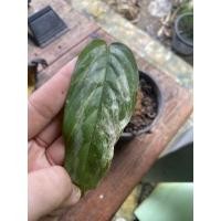 ราคา กวักพระพรหมป่าด่างน้อย (10247661453)