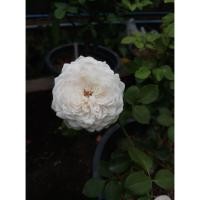 ราคา ต้นกุหลาบ Herzogin Christiana ดอกหอม สีชมพูอ่อนๆ (9925760153)