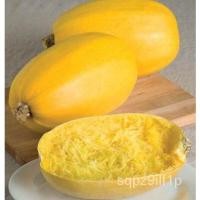 ราคา เมล็ด ฟักทองสปาเก็ตตี้ (Spaghetti Squash Seed) บรรจุ 15 ใหม่็ด คุณภาพดี ราคาใหม่ ของแท้ 100% ใหม่ เพาะ (22540280163)