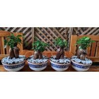 ราคา ไทรรากโสมหรือไทรหัวโสมขายพร้อมกระถาง 400 (10361004165)