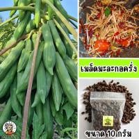 ราคา เมล็ดมะละกอครั่ง ขนาด 10 กรัม (27915574697)