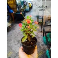 ราคา ต้นโป๊ยเซียนแคระ ดอกสีแดง (8611619788)