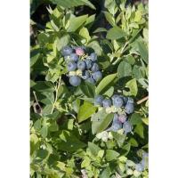 ราคา ต้นบลูเบอรี่เขตร้อน Sharp blue buleberry ความสูง 60-70 ซม. (17872203064)