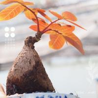 ราคา มะยมเงินมะยมทอง ไม้โขดมงคล โขดอ้วน ๆ ยอดแดงฟอร์มสวย พร้อมกระถางเซรามิคญี่ปุ่น (13702121786)