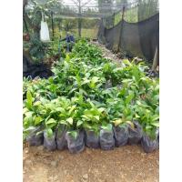 ราคา ต้นกล้าจิกเศรษฐี (ไม้เศรษฐกิ ไม้มงคลเรียกทรัพย์) (25669493112)