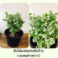 ราคา ต้นมะยมด่างแคระ ต้นไม้ด่าง ต้นไม้ประดับบ้าน ห้องทำงาน ต้นไม้ยอดนิยม (3379648725)