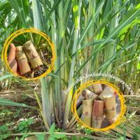 ราคา อ้อยสุพรรณบุรี 50 อ้อยคั้นน้ำ พันธ์อ้อย ขายเป็นข้อ ตัดสดจากสวน (27434496096)