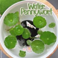 ราคา Water Pennywort/แว่นแก้ว สำหรับตกแต่งอ่างปลา ตู้ปลา สวนถาดชื้น ตู้ไม้น้ำ (22561947908)