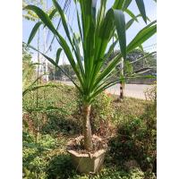 ราคา ต้นจันผา ไม้ประดับนำโชคพร้อมปลูก (26869259066)