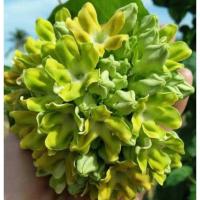 ราคา ต้นขจร ไม้หอม ดอกหอม ไม้มงคล ต้นไม้ เมล็ดพันธ์ พันธุ์ไม้หายาก ไม้ประดับ ไม้ดอก (5171533941)