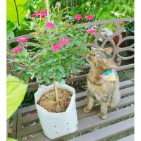 ราคา (จัดส่งภายใน1-3วัน) ต้นกุหลาบหนู ใส่ถุงเพาะชำ 8 นิ้ว สูง40-60ซม. ต้นคัดพิเศษ ติดดอกทุกต้น (24605184838)