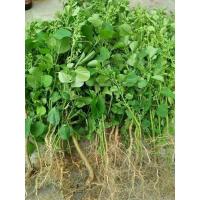 ราคา ต้นตำแยแมว ส่งเป็นต้นแบบล้างรากขนาด35ต้น60บาท (11857036933)