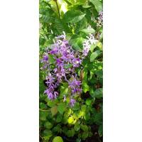 ราคา ต้นพวงครามออสเตรเลียสูง80ซม.ถึง1เมตร ต้นที่ขายไม่ติดดอก (29175307399)