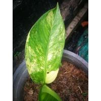 ราคา เศรษฐี​วิน​สัน​ด่าง​ #ไม้ประดับ​#ไม้​มงคล​#ไม้สวน​#เศรษฐี​#วินสันด่าง (10950667360)