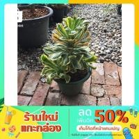 ราคา ทองอำพัน ยูโฟเบียด่าง Euphorbia poissonii variegated (9577796505)