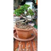 ราคา ต้นเพรมน่าใต้หวันทรงบอนไซ (7495938965)