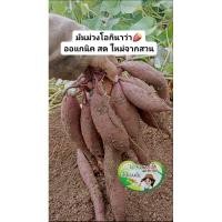 ราคา มันหวานญี่ปุ่น สายพันธุ์ม่วงโอกินาว่า "ปลูกโดยดินไทย"ส่งตรงจากสวน (26117763458)