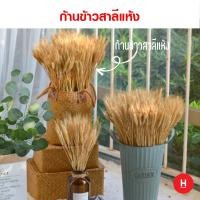 ราคา ก้านข้าวสาลีอบแห้ง พร็อพถ่ายรูป ของตกแต่ง (13276318394)