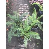 ราคา เฟิร์นพลาสติก กระถาง 6 นิ้วต้นเฟิร์น (22536426200)