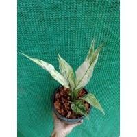 ราคา ต้นเดหลีด่างไม้มงคลลายใบด่างขาว (8773038237)