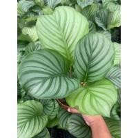 ราคา ต้นคล้าใบตอง Calathea Orbifolia คล้าใบตอง ไม้ฟอกอากาศ กำลังเป็นที่นิยม (12805199618)