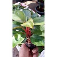 ราคา ต้นรวยโชคแดง เรดคองโก ไม้มงคล ช่วยเสริมการเงิน กระถาง 3 นิ้ว ต้นละ 59 บาท (8880281401)