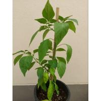 ราคา ต้นกล้าพริกแคโรไลนา รีพเปอร์ Carolina Reaper ต้นตามภาพ (19363606289)
