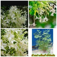 ราคา (ขาย ต้นพันธุ์) ต้น ดอก ต้นปีบ ปีบ กาสะลอง ไม้เพาะเมล็ด เบนซ์ / ประภัสสร (6860668103)