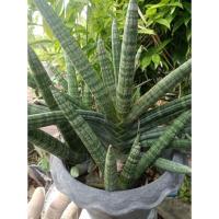 ราคา ต้นลิ้นมังกรบอนเซล (Sansevieria boncellensis)หรือว่านงาช้างแคระบอนเซล (52400260310)