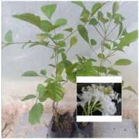 ราคา แคนา แคป่า ต้นกล้าแคนา ขนาด 25-35 เซนติเมตร (22381318695)