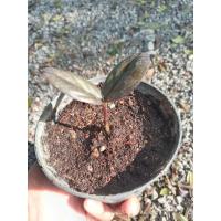 ราคา กวักมรกตดำเชื้อด่างชมพู ( zamioculcaszamiifoliablack) (14805691913)